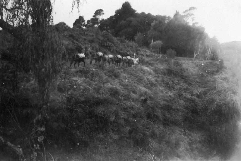 Pack horses MTG Hawkes Bay