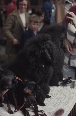 Showday at Tomoana Showgrounds, dogs on show