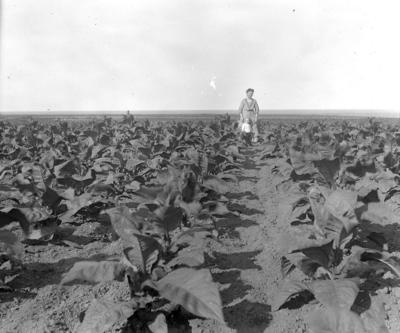 Woman and child in tobacco field