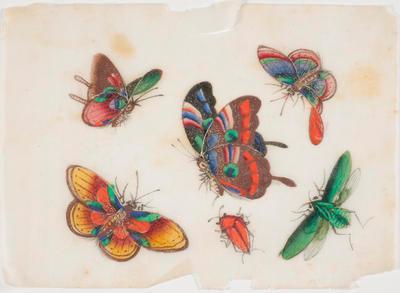 Untitled - butterflies and beetles