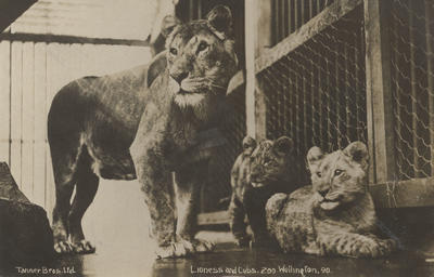 Postcard, Lioness and cubs, Wellington Zoo; Tanner Bros Ltd