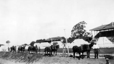 Horses and Tents, Napier Racecourse